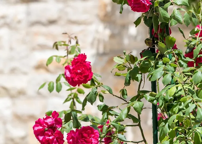 Bliss * Зечево